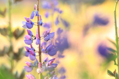 Çiçek açan mor lupin çiçeği. Yaklaş. Güneşli bir günde arka planda bulanık bir Lupine. Doğal arka plan. Seçici odaklı çiçekler. Tarlada ilkbahar çiçeği. Parkta renkli çiçekler