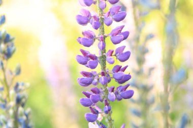 Çiçek açan mor lupin çiçeği. Yaklaş. Güneşli bir günde arka planda bulanık bir Lupine. Doğal arka plan. Seçici odaklı çiçekler. Tarlada ilkbahar çiçeği. Parkta renkli çiçekler