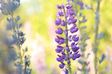 Çiçek açan mor lupin çiçeği. Yaklaş. Güneşli bir günde arka planda bulanık bir Lupine. Doğal arka plan. Seçici odaklı çiçekler. Tarlada ilkbahar çiçeği. Parkta renkli çiçekler