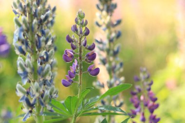 Çiçek açan mor lupin çiçeği. Yaklaş. Güneşli bir günde arka planda bulanık bir Lupine. Doğal arka plan. Seçici odaklı çiçekler. Tarlada ilkbahar çiçeği. Parkta renkli çiçekler
