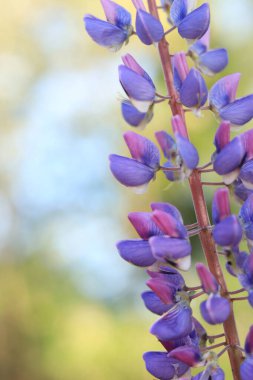 Lupine çiçeği seçici bir odaklanma ile yaklaşır. Bir tarlada ya da parkta bahar çiçeği. Çiçek açan mor-mavi lup çiçeği. Doğal arka plan. Güneşli bir günde bulanık bir arkaplanda Lupine
