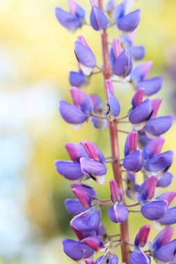 Lupine çiçeği seçici bir odaklanma ile yaklaşır. Bir tarlada ya da parkta bahar çiçeği. Çiçek açan mor-mavi lup çiçeği. Doğal arka plan. Güneşli bir günde bulanık bir arkaplanda Lupine