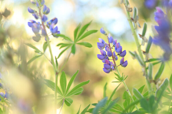 Цветущий фиолетовый цветок люпина закрывается. Люпин на размытом фоне в солнечный день. Естественный фон. Цветы с избирательным фокусом. Весенний цветок на поле. Красочные цветы в парке