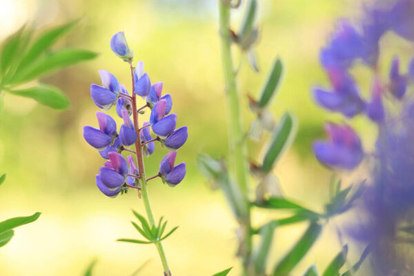 Цветущий фиолетовый цветок люпина закрывается. Люпин на размытом фоне в солнечный день. Естественный фон. Цветы с избирательным фокусом. Весенний цветок на поле. Красочные цветы в парке