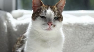 Beyaz battaniyeli evcil kedi. Evcil hayvan konsepti, sevimli ev kedileri. Shorthair kedisi evde dinleniyor. Bir kedinin ağızlık yakın çekim