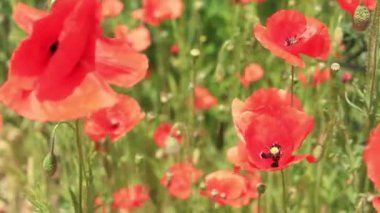 Papaver rhoeas. Rüzgarda kırmızı haşhaş kaynayan bir açıklık. Güneşli bir günde güzel, parlak gelincikler. Çiçekli tarla. Bulanık arkaplanda kırmızı gelincikler açıyor