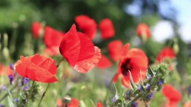 Papaver rhoeas. Rüzgarda kırmızı haşhaş kaynayan bir açıklık. Güneşli bir günde güzel, parlak gelincikler. Çiçekli tarla. Bulanık arkaplanda kırmızı gelincikler açıyor
