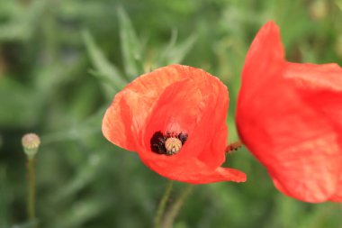 Papaver rhoeas. Rüzgarda kırmızı haşhaş kaynayan bir açıklık. Güneşli bir günde güzel, parlak gelincikler. Çiçekli tarla. Bulanık arkaplanda kırmızı gelincikler açıyor