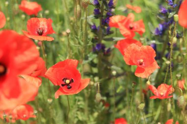 Papaver rhoeas. Rüzgarda kırmızı haşhaş kaynayan bir açıklık. Güneşli bir günde güzel, parlak gelincikler. Çiçekli tarla. Bulanık arkaplanda kırmızı gelincikler açıyor