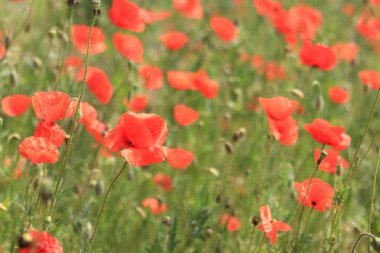 Papaver rhoeas. Rüzgarda kırmızı haşhaş kaynayan bir açıklık. Güneşli bir günde güzel, parlak gelincikler. Çiçekli tarla. Bulanık arkaplanda kırmızı gelincikler açıyor