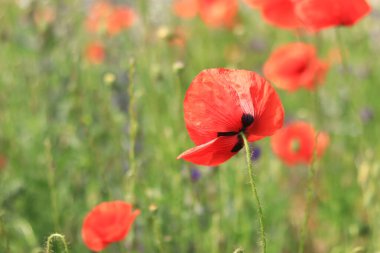 Papaver rhoeas. Rüzgarda kırmızı haşhaş kaynayan bir açıklık. Güneşli bir günde güzel, parlak gelincikler. Çiçekli tarla. Bulanık arkaplanda kırmızı gelincikler açıyor