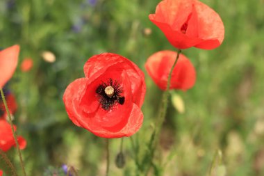 Papaver rhoeas. Rüzgarda kırmızı haşhaş kaynayan bir açıklık. Güneşli bir günde güzel, parlak gelincikler. Çiçekli tarla. Bulanık arkaplanda kırmızı gelincikler açıyor