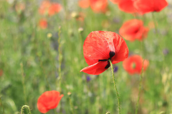 Papaver rhoeas. Glade with red poppies in the wind. Beautiful bright poppies on a sunny day. Field with flowers. Blooming red poppies on a blurred background