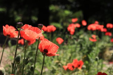Büyük dekoratif kırmızı haşhaş çiçeği. Büyük çiçek. Doğal çiçek geçmişi var. Parkta ya da bahçede gelincikler açar. Yeşillik bahar çiçeği. Çiçek açarken haşhaş