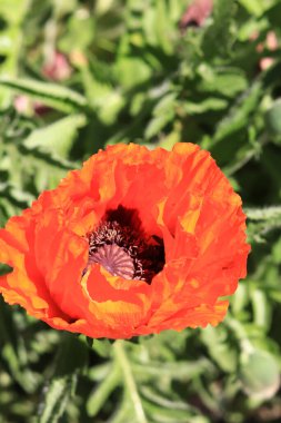 Büyük dekoratif kırmızı haşhaş çiçeği. Büyük çiçek. Doğal çiçek geçmişi var. Parkta ya da bahçede gelincikler açar. Yeşillik bahar çiçeği. Çiçek açarken haşhaş