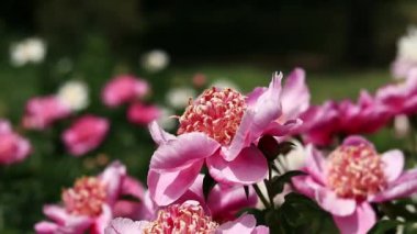 Şakayık bahçesi. Parkta pembe şakayık çiçekleri. Açık havada büyük çiçekler. Pembe yemyeşil çiçeklere yakın çekim. Doğal çiçek geçmişi var. Botanik bahçesinde akşam