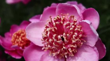 Şakayık bahçesi. Parkta pembe şakayık çiçekleri. Açık havada büyük çiçekler. Pembe yemyeşil çiçeklere yakın çekim. Doğal çiçek geçmişi var. Botanik bahçesinde akşam