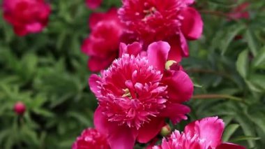 Şakayık bahçesi. Parkta pembe şakayık çiçekleri. Açık havada büyük çiçekler. Pembe yemyeşil çiçeklere yakın çekim. Doğal çiçek geçmişi var. Botanik bahçesinde akşam