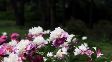 Şakayık bahçesi. Parkta pembe şakayık çiçekleri. Açık havada büyük çiçekler. Pembe yemyeşil çiçeklere yakın çekim. Doğal çiçek geçmişi var. Botanik bahçesinde akşam