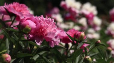 Şakayık bahçesi. Parkta pembe şakayık çiçekleri. Açık havada büyük çiçekler. Pembe yemyeşil çiçeklere yakın çekim. Doğal çiçek geçmişi var. Botanik bahçesinde akşam
