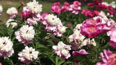 Şakayık bahçesi. Parkta pembe şakayık çiçekleri. Açık havada büyük çiçekler. Pembe yemyeşil çiçeklere yakın çekim. Doğal çiçek geçmişi var. Botanik bahçesinde güneşli bir gün