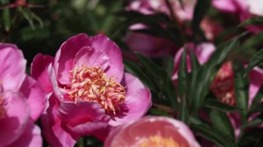 Şakayık bahçesi. Parkta pembe şakayık çiçekleri. Açık havada büyük çiçekler. Pembe yemyeşil çiçeklere yakın çekim. Doğal çiçek geçmişi var. Botanik bahçesinde akşam