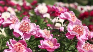 Şakayık bahçesi. Parkta pembe şakayık çiçekleri. Açık havada büyük çiçekler. Pembe yemyeşil çiçeklere yakın çekim. Doğal çiçek geçmişi var. Botanik bahçesinde güneşli bir gün