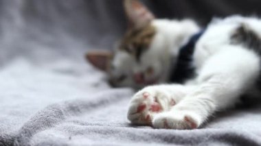 Sterilizasyondan sonra battaniyeye sarılmış bir kedinin yakın çekimi. Ameliyattan sonra evde kedi var. Ameliyat sonrası bandajlı bir hayvan için evde bakım. Anesteziden sonra kedi. Karın ameliyatından sonra evcil hayvan. Kısırlaştırma