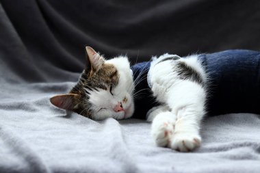 Sterilizasyondan sonra battaniyeye sarılmış bir kedinin yakın çekimi. Ameliyattan sonra evde kedi var. Ameliyat sonrası bandajlı bir hayvan için evde bakım. Anesteziden sonra kedi. Karın ameliyatından sonra evcil hayvan. Kısırlaştırma