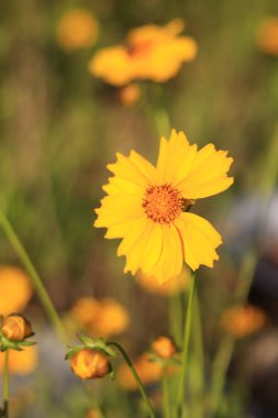 Koreopsis. Bulanık bir arka planda sarı parlak çiçek. Doğada çiçekler. Mızraklı koreopsi yakın plan. Çiçek açmış.