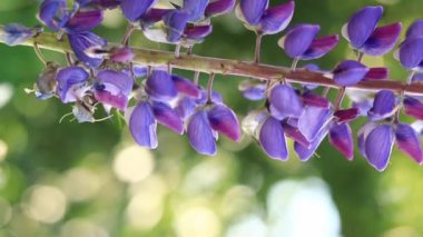 Çiçek açan mor lupin çiçeği. Yaklaş. Güneşli bir günde arka planda bulanık bir Lupine. Doğal arka plan. Seçici odaklı çiçekler. Tarlada ilkbahar çiçeği. Parkta renkli çiçekler