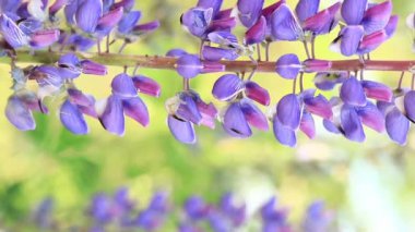 Çiçek açan mor lupin çiçeği. Yaklaş. Güneşli bir günde arka planda bulanık bir Lupine. Doğal arka plan. Seçici odaklı çiçekler. Tarlada ilkbahar çiçeği. Parkta renkli çiçekler