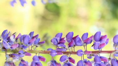 Çiçek açan mor lupin çiçeği. Yaklaş. Güneşli bir günde arka planda bulanık bir Lupine. Doğal arka plan. Seçici odaklı çiçekler. Tarlada ilkbahar çiçeği. Parkta renkli çiçekler