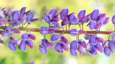 Çiçek açan mor lupin çiçeği. Yaklaş. Güneşli bir günde arka planda bulanık bir Lupine. Doğal arka plan. Seçici odaklı çiçekler. Tarlada ilkbahar çiçeği. Parkta renkli çiçekler
