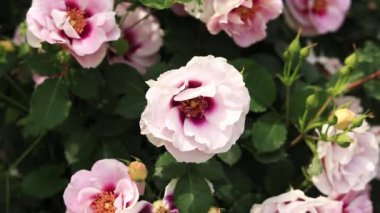 Çiçek açan pembe güller, yakın plan çiçekler. Parkta ya da bahçede çiçekler. Bahçıvanlık. Gül yetiştiriyorum. Güzel pembe çiçekler, doğal arka plan. Çiçek açan güller