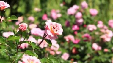 Çiçek açan pembe güller, yakın plan çiçekler. Parkta ya da bahçede çiçekler. Bahçıvanlık. Gül yetiştiriyorum. Güzel pembe çiçekler, doğal arka plan. Çiçek açan güller