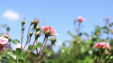 Mavi gökyüzüne karşı gül tomurcukları, açık hava parkında çiçekler. Bahçede güller, büyüyen çiçekler. Doğal arkaplan