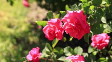 Çiçek açan pembe güller, yakın plan çiçekler. Parkta ya da bahçede çiçekler. Bahçıvanlık. Gül yetiştiriyorum. Güzel pembe çiçekler, doğal arka plan. Çiçek açan güller