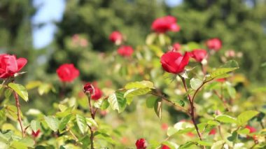 Yeşil yapraklı arka planda kırmızı güller, açık hava parkında çiçekler. Bahçede güller, büyüyen çiçekler. Doğal arkaplan
