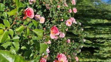 Çiçek açan pembe güller, yakın plan çiçekler. Parkta ya da bahçede çiçekler. Bahçıvanlık. Gül yetiştiriyorum. Güzel pembe çiçekler, doğal arka plan. Çiçek açan güller