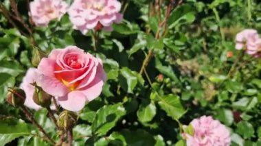 Çiçek açan pembe güller, yakın plan çiçekler. Parkta ya da bahçede çiçekler. Bahçıvanlık. Gül yetiştiriyorum. Güzel pembe çiçekler, doğal arka plan. Çiçek açan güller