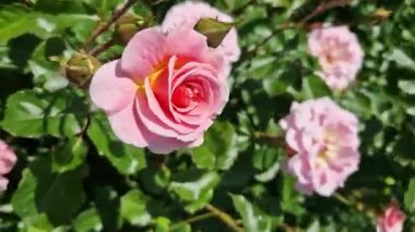 Çiçek açan pembe güller, yakın plan çiçekler. Parkta ya da bahçede çiçekler. Bahçıvanlık. Gül yetiştiriyorum. Güzel pembe çiçekler, doğal arka plan. Çiçek açan güller