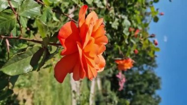 Portakallı gül, yakın plan çiçekler. Parkta ya da bahçede çiçekler. Bahçıvanlık. Gül yetiştiriyorum. Güzel, parlak çiçekler, doğal arka plan. Çiçek açan güller