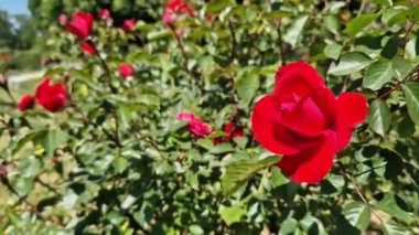 Yeşil yapraklı arka planda kırmızı güller, açık hava parkında çiçekler. Bahçede güller, büyüyen çiçekler. Doğal arkaplan