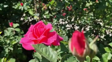 Çiçek açan pembe güller, yakın plan çiçekler. Parkta ya da bahçede çiçekler. Bahçıvanlık. Gül yetiştiriyorum. Güzel pembe çiçekler, doğal arka plan. Çiçek açan güller