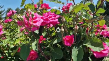 Çiçek açan pembe güller, yakın plan çiçekler. Parkta ya da bahçede çiçekler. Bahçıvanlık. Gül yetiştiriyorum. Güzel pembe çiçekler, doğal arka plan. Çiçek açan güller