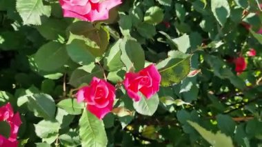 Çiçek açan pembe güller, yakın plan çiçekler. Parkta ya da bahçede çiçekler. Bahçıvanlık. Gül yetiştiriyorum. Güzel pembe çiçekler, doğal arka plan. Çiçek açan güller