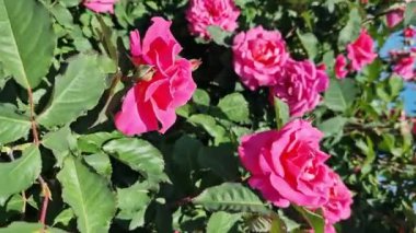 Çiçek açan pembe güller, yakın plan çiçekler. Parkta ya da bahçede çiçekler. Bahçıvanlık. Gül yetiştiriyorum. Güzel pembe çiçekler, doğal arka plan. Çiçek açan güller