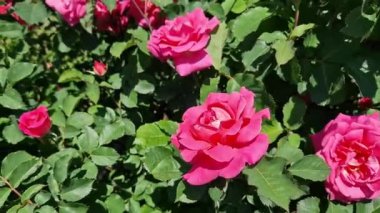 Çiçek açan pembe güller, yakın plan çiçekler. Parkta ya da bahçede çiçekler. Bahçıvanlık. Gül yetiştiriyorum. Güzel pembe çiçekler, doğal arka plan. Çiçek açan güller