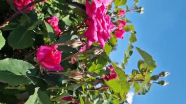 Mavi gökyüzüne karşı gül tomurcukları, açık hava parkında çiçekler. Bahçede güller, büyüyen çiçekler. Doğal arkaplan